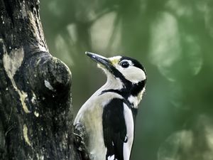 Preview wallpaper great spotted woodpecker, woodpecker, bird, tree, wildlife