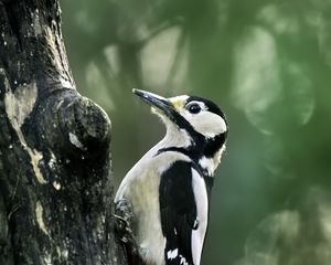 Preview wallpaper great spotted woodpecker, woodpecker, bird, tree, wildlife