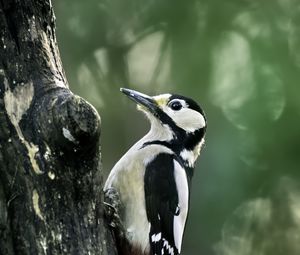 Preview wallpaper great spotted woodpecker, woodpecker, bird, tree, wildlife