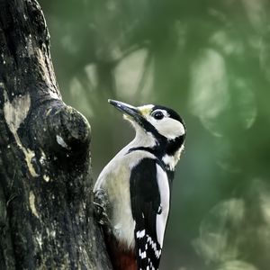 Preview wallpaper great spotted woodpecker, woodpecker, bird, tree, wildlife