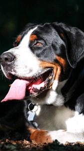 Preview wallpaper great swiss mountain dog, dog, muzzle