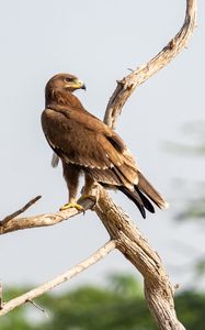 Preview wallpaper greater spotted eagle, eagle, bird, branch