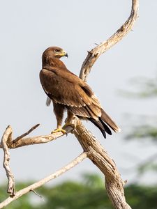 Preview wallpaper greater spotted eagle, eagle, bird, branch