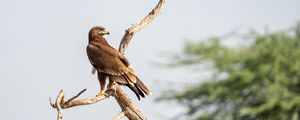 Preview wallpaper greater spotted eagle, eagle, bird, branch