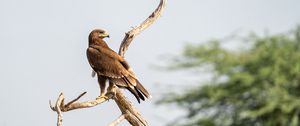 Preview wallpaper greater spotted eagle, eagle, bird, branch