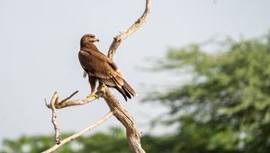 Preview wallpaper greater spotted eagle, eagle, bird, branch