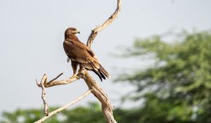 Preview wallpaper greater spotted eagle, eagle, bird, branch