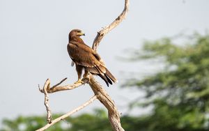 Preview wallpaper greater spotted eagle, eagle, bird, branch