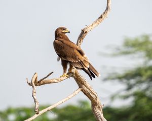 Preview wallpaper greater spotted eagle, eagle, bird, branch