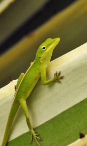 Preview wallpaper green anole, lizard, reptile, green