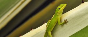 Preview wallpaper green anole, lizard, reptile, green