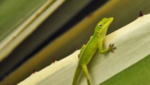 Preview wallpaper green anole, lizard, reptile, green