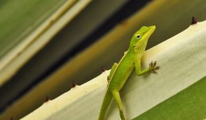 Preview wallpaper green anole, lizard, reptile, green