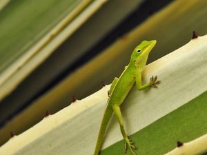 Preview wallpaper green anole, lizard, reptile, green