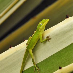 Preview wallpaper green anole, lizard, reptile, green