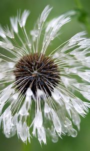 Preview wallpaper green, background, dandelion, drops, water