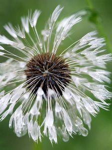 Preview wallpaper green, background, dandelion, drops, water