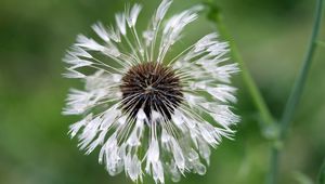 Preview wallpaper green, background, dandelion, drops, water