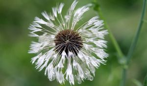 Preview wallpaper green, background, dandelion, drops, water