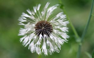 Preview wallpaper green, background, dandelion, drops, water