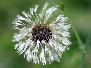 Preview wallpaper green, background, dandelion, drops, water