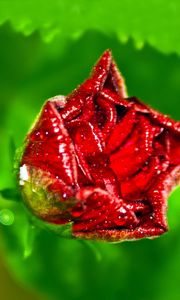 Preview wallpaper green, background, red, rose, petals, drops, dew, close-up