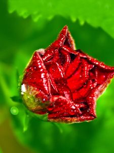 Preview wallpaper green, background, red, rose, petals, drops, dew, close-up