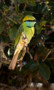 Preview wallpaper green bee-eater, bird, branch, wildlife
