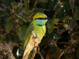 Preview wallpaper green bee-eater, bird, branch, wildlife