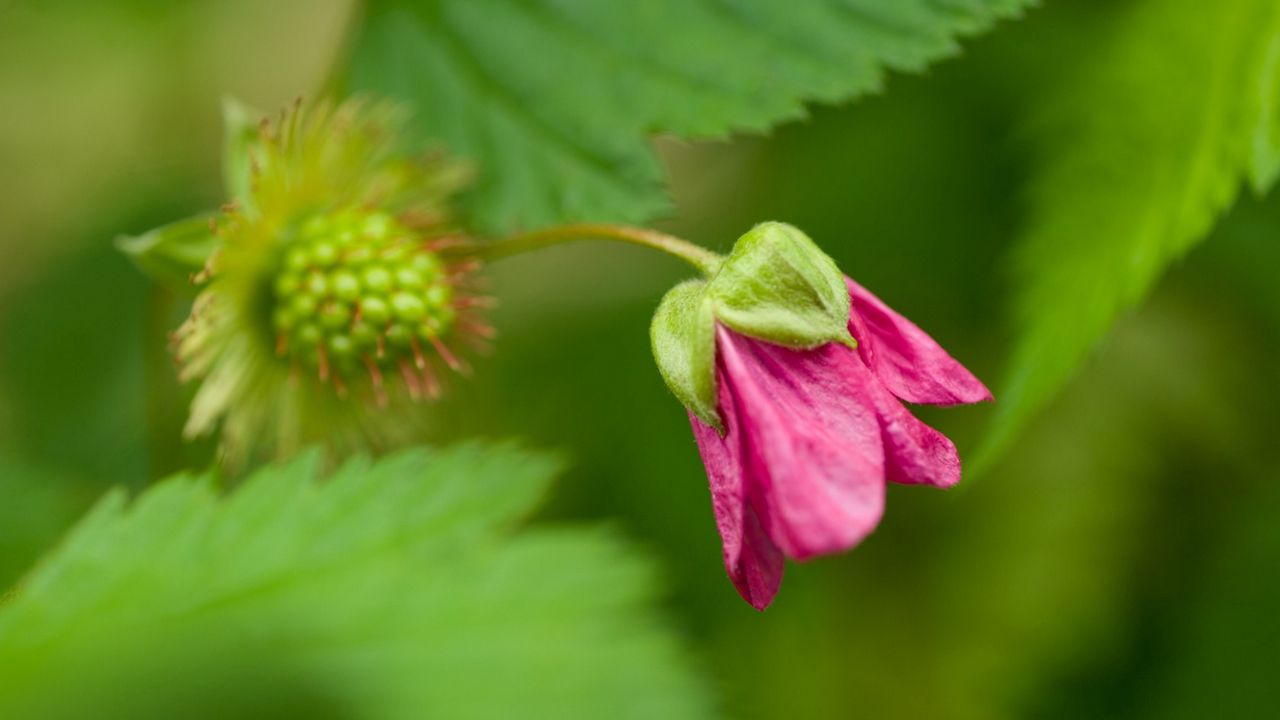 Wallpaper green, bud, flower, plant