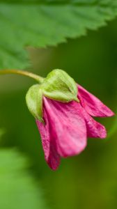 Preview wallpaper green, bud, flower, plant