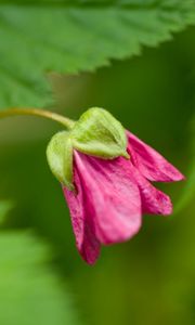 Preview wallpaper green, bud, flower, plant