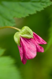 Preview wallpaper green, bud, flower, plant