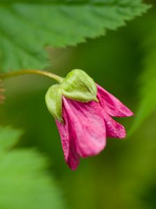 Preview wallpaper green, bud, flower, plant