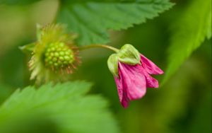 Preview wallpaper green, bud, flower, plant