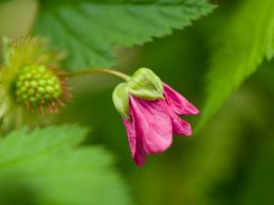 Preview wallpaper green, bud, flower, plant