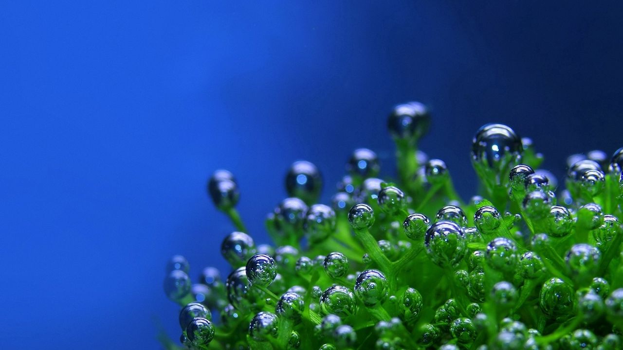 Wallpaper green, drops, bubbles, plant, blue background