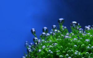 Preview wallpaper green, drops, bubbles, plant, blue background