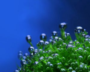 Preview wallpaper green, drops, bubbles, plant, blue background
