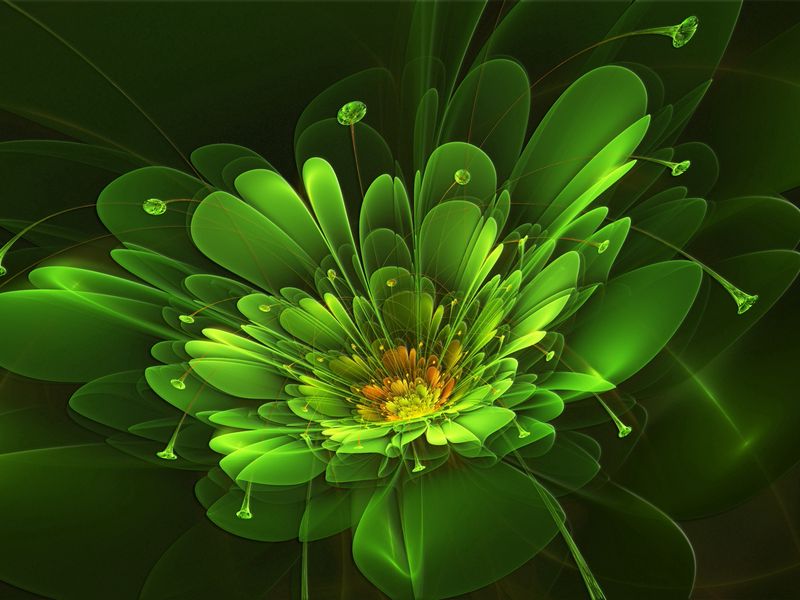 lime green flower wallpapers