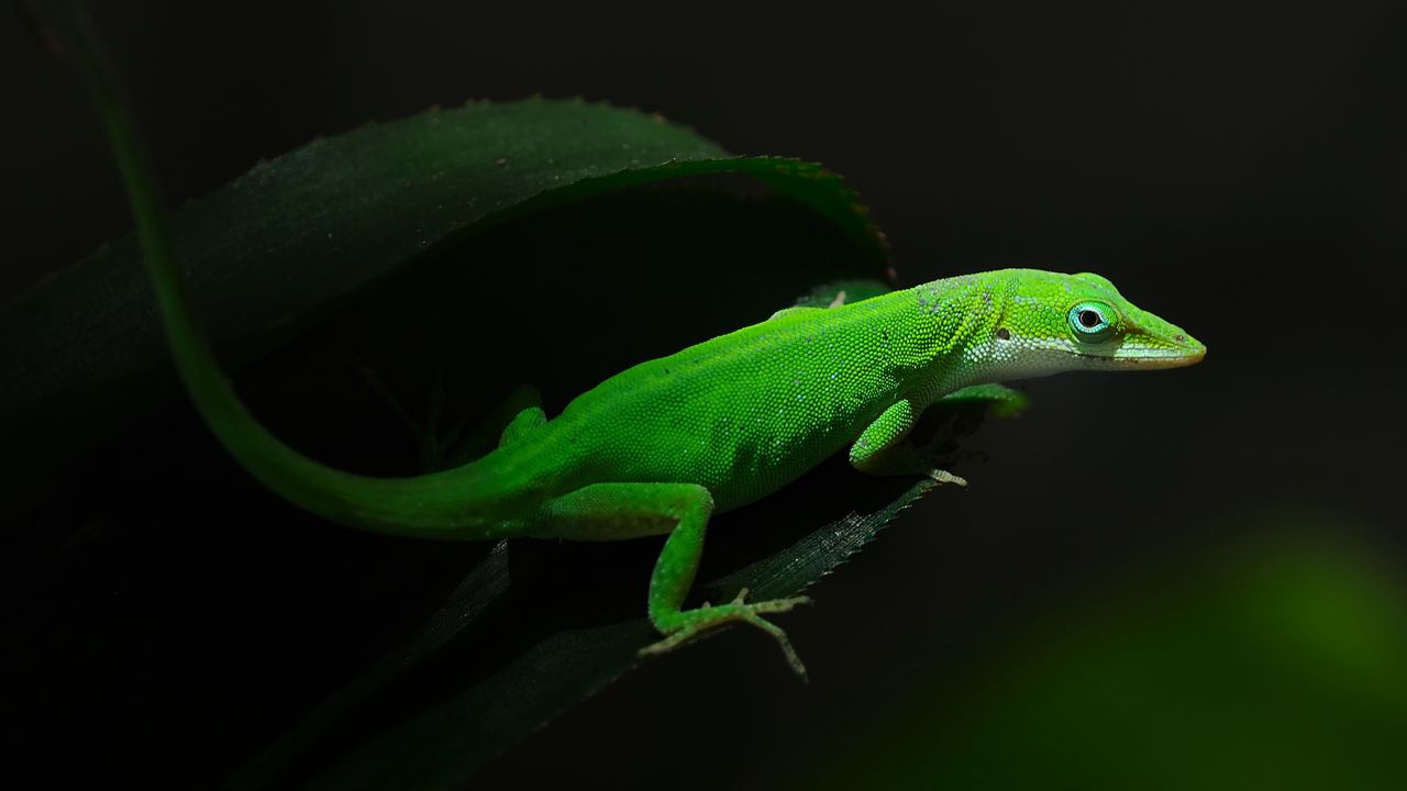 Wallpaper green, foliage, dark, lizard