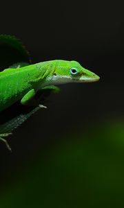 Preview wallpaper green, foliage, dark, lizard