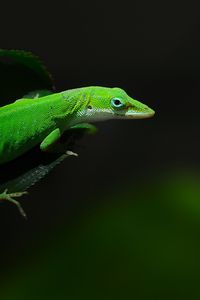 Preview wallpaper green, foliage, dark, lizard