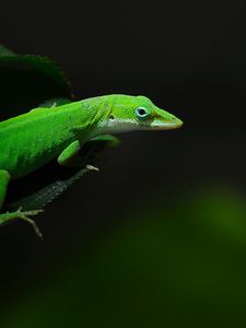 Preview wallpaper green, foliage, dark, lizard