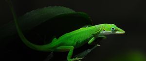 Preview wallpaper green, foliage, dark, lizard