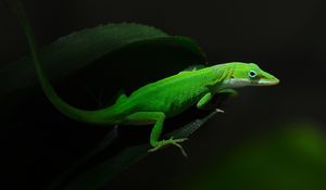 Preview wallpaper green, foliage, dark, lizard