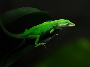 Preview wallpaper green, foliage, dark, lizard