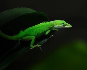 Preview wallpaper green, foliage, dark, lizard