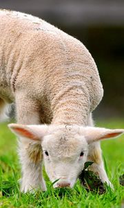 Preview wallpaper green, grass, sheep