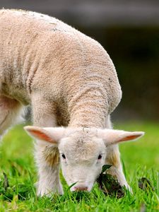 Preview wallpaper green, grass, sheep